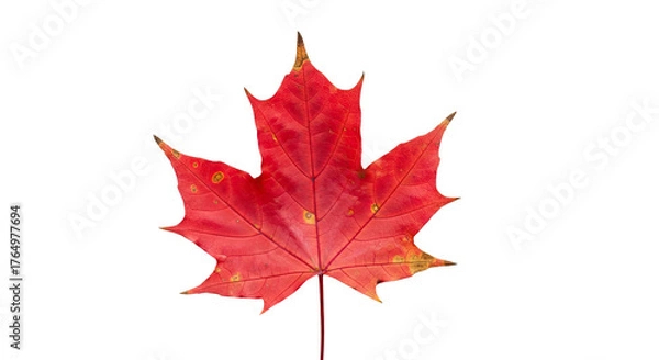 Fototapeta Bright red maple leaf isolated on transparent background autumn nature