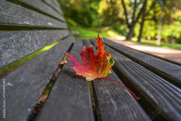 Fototapeta A vibrantly colored, autumnal maple leaf rests on a dark, weathered wooden bench in a tranquil park setting