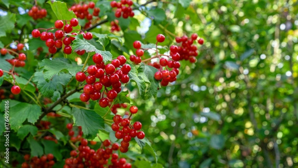 Fototapeta Viburnum branch with ripe red berries and green leaves