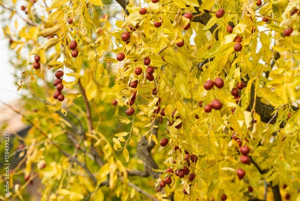 Fototapeta Close-up image of a jujube tree (Ziziphus jujuba) in autumn with golden-yellow leaves and clusters of ripe reddish-brown jujube fruits