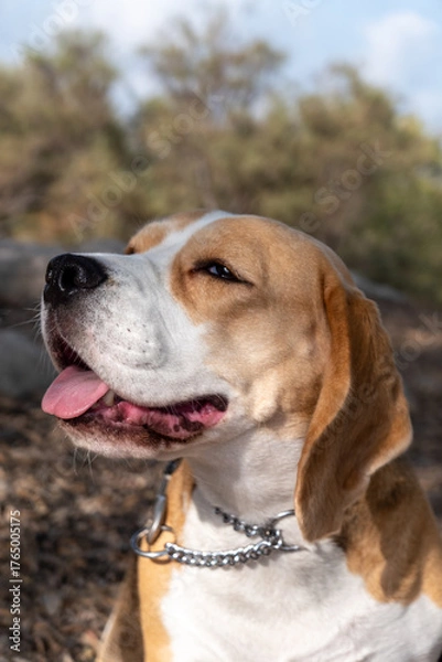 Fototapeta A joyful beagle dog sits outdoors, basking in the sunlight. The scenery includes trees and rocks, highlighting a peaceful moment in nature. The dog's expression shows happiness.