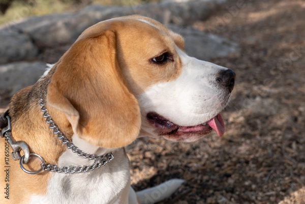 Fototapeta A beagle sits calmly in a park, basking in the sunlight. The dog's fur shines, and it looks content, surrounded by nature and the sounds of the outdoors.