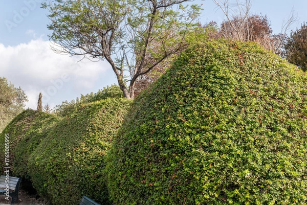 Fototapeta Tall, carefully trimmed shrubs fill the scene, providing a vibrant green backdrop in a serene public park. A tree can be seen peeking over the bushy greenery, enhancing the tranquil setting.