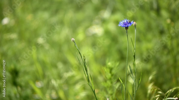 Fototapeta Cornflower, Centaurea cyanus Rare flower of Arable Fields. blue wildflowers, natural floral background. Wild flowers, close-up, blurred background. summer meadow flower, blooms beautifully in blue.