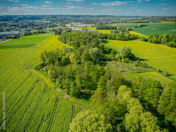 Fototapeta Pola rzepaku pod Krakowem, zdjęcie z powietrza (dron)