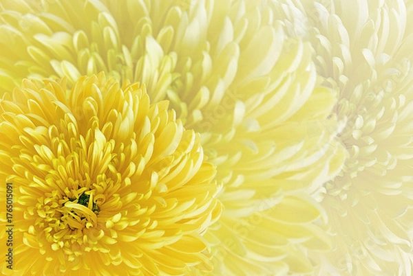 Obraz Abstract background yellow chrysanthemum