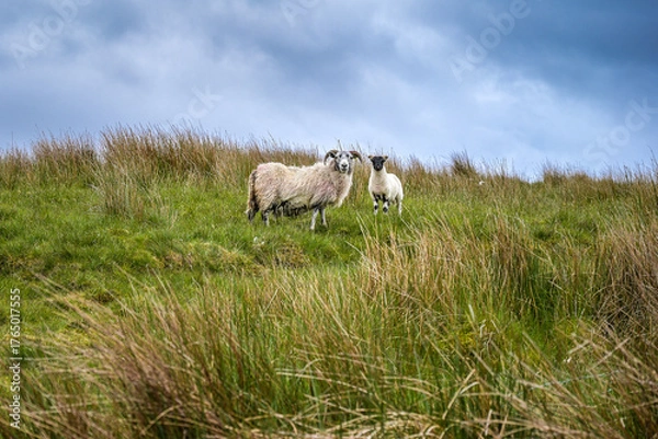 Fototapeta Schafe in grüner Landschaft in Nordirland