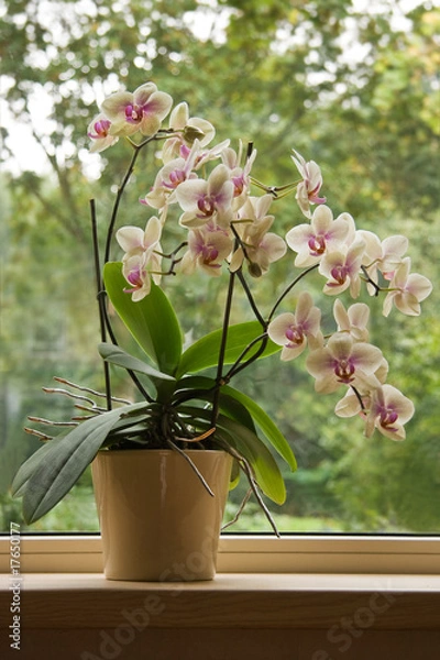 Obraz Moth Orchid in window