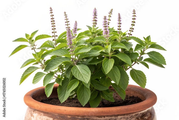 Obraz Healthy green potted herb plant, showcasing delicate purple flower spikes. Professionally captured on a pure white background, emphasizing fresh botanical details