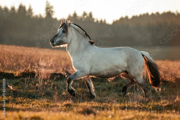 Fototapeta Graufalbe
