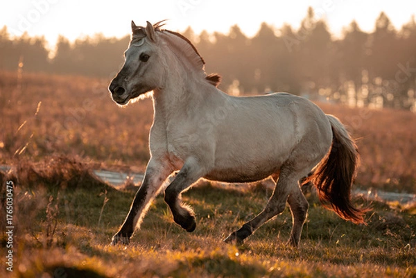 Fototapeta Graufalbe