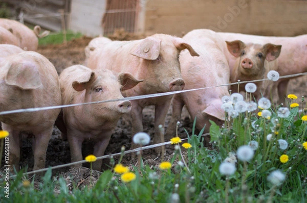 Obraz Piglets on the farm