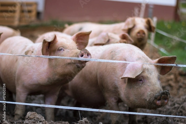 Obraz Piglets on the farm