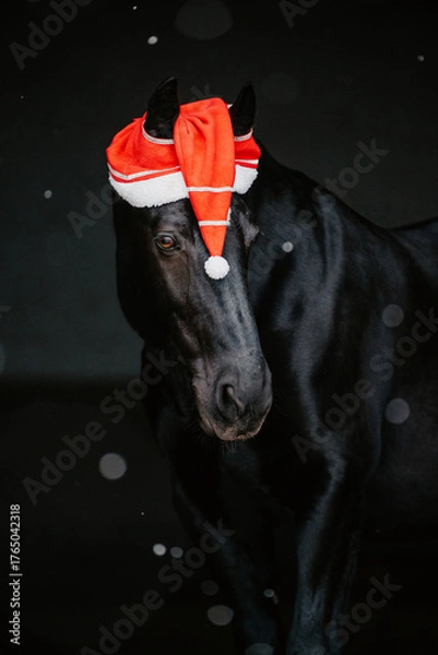 Obraz Alt Oldenburger, Bayern/D 01/25