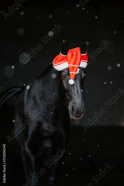 Obraz Alt Oldenburger, Bayern/D 01/25