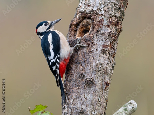 Obraz Great-spotted woodpecker, Dendrocopos major