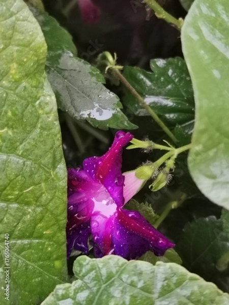 Obraz photographie en gros plan de fleurs violettes d'ipomées grimpantes recouvertes de rosée et entourées de feuilles vertes