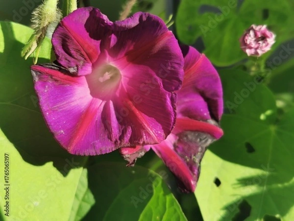 Obraz photographie en gros plan de fleurs violettes d'ipomées grimpantes recouvertes de rosée et entourées de feuilles vertes
