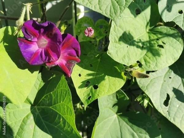 Fototapeta photographie en gros plan de fleurs violettes d'ipomées grimpantes recouvertes de rosée et entourées de feuilles vertes