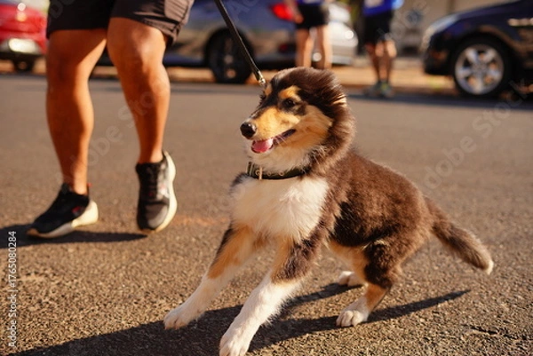 Obraz man and dog walking in street