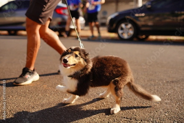 Obraz man and dog walking in street