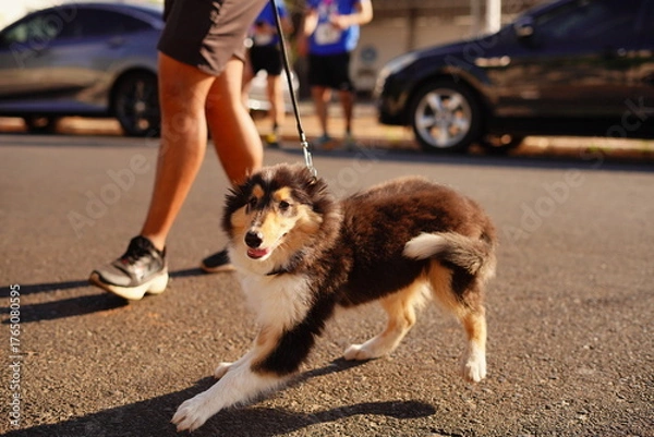 Obraz man and dog walking in street