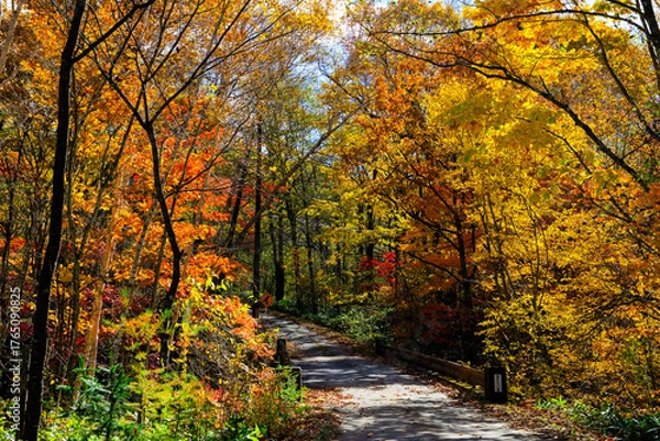 Obraz 紅葉の中を走る一本道