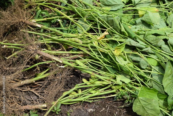 Fototapeta だだちゃ豆の栽培風景 山形県鶴岡市