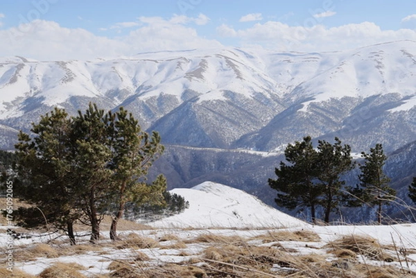 Obraz Flat mountain slope with dry grass and pine trees, snowy ridge in distance, Lori, Armenia