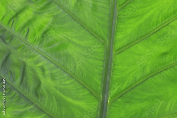 Fototapeta green leaf background