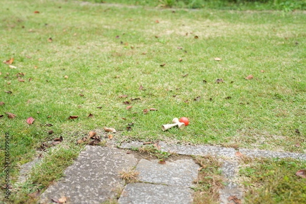 Fototapeta A small red and white toy is laying on the grass next to a brick walkway