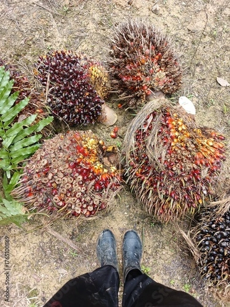 Obraz Pile of fresh palm oil bunch isolated on Garden