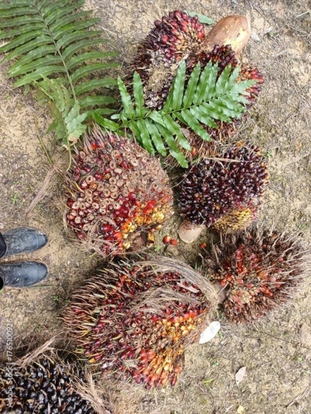 Obraz Pile of fresh palm oil bunch isolated on Garden