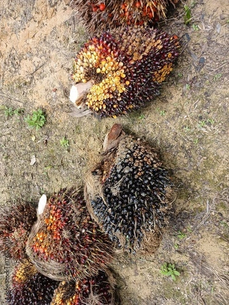 Obraz Pile of fresh palm oil bunch isolated on Garden