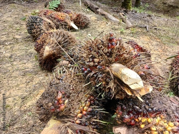 Obraz Pile of fresh palm oil bunch isolated on Garden