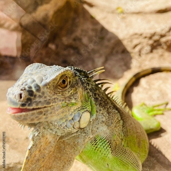 Fototapeta close up of a iguana in zoo.