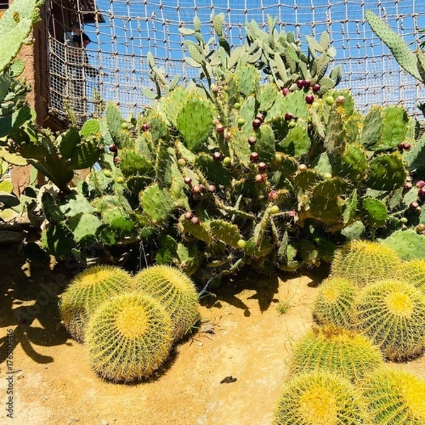 Fototapeta cactus in the garden