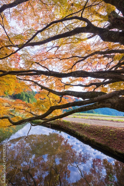 Fototapeta 平野の大もみじ（熊本県山都町）