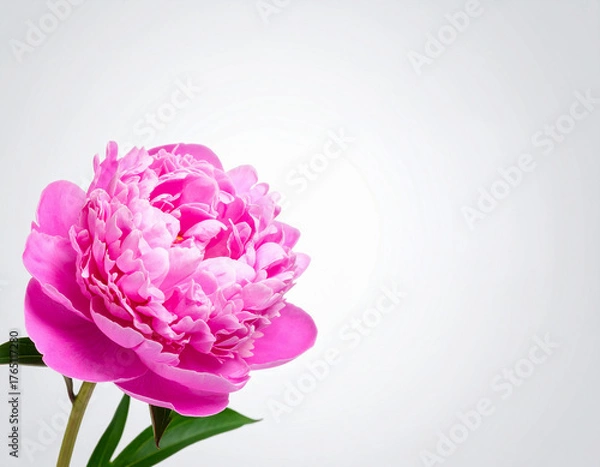 Obraz 꽃-작약-작약꽃-작약잎-작약줄기-모란-한송이-겹겹이 꽃잎