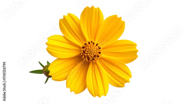 Fototapeta Bright, sunny yellow flower with multiple petals, centered against a solid black backdrop