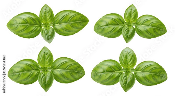 Fototapeta Fresh Green Basil Leaves Clusters Isolated On Black