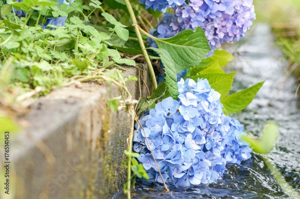 Fototapeta 水辺に咲く青いあじさいが初夏を彩る風景