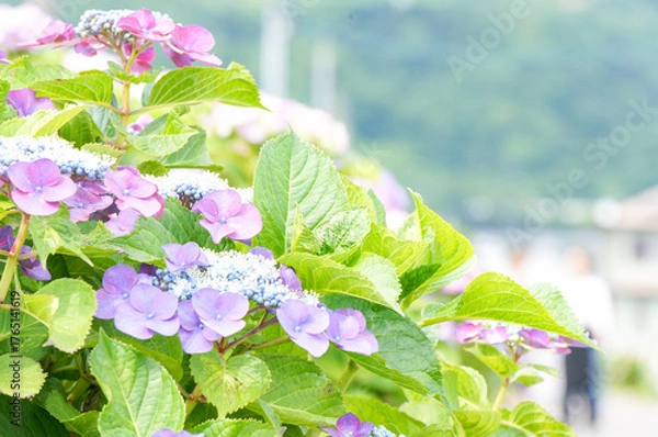 Fototapeta 紫と青が美しいガクアジサイの花