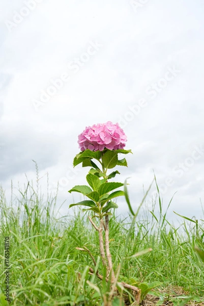 Fototapeta 曇り空の下でまっすぐ伸びるピンクあじさい