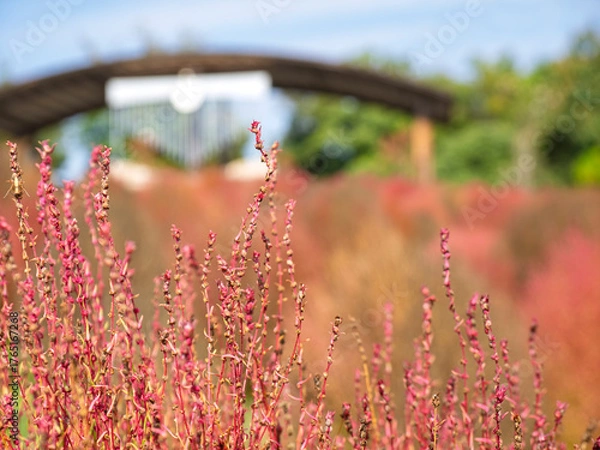 Obraz 秋風に染まる箒草の丘