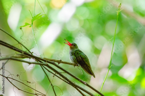 Obraz Colibri Cantando