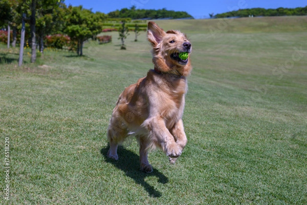Obraz ゴールデンレトリバー