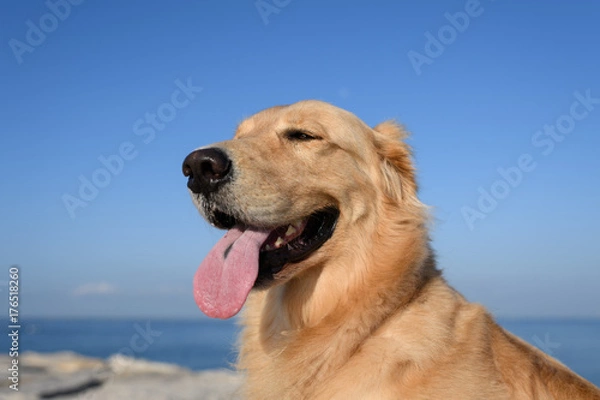 Obraz ゴールデンレトリバー