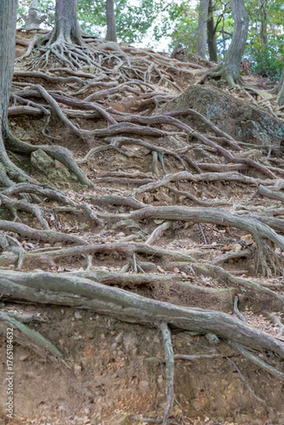 Fototapeta 地面から剥き出しになった木の根