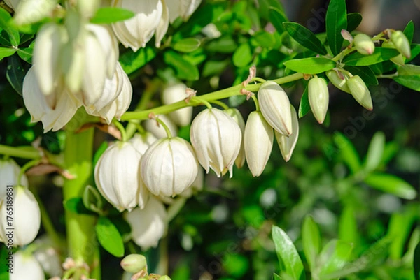 Obraz Yucca gloriosa アツバキミガヨラン